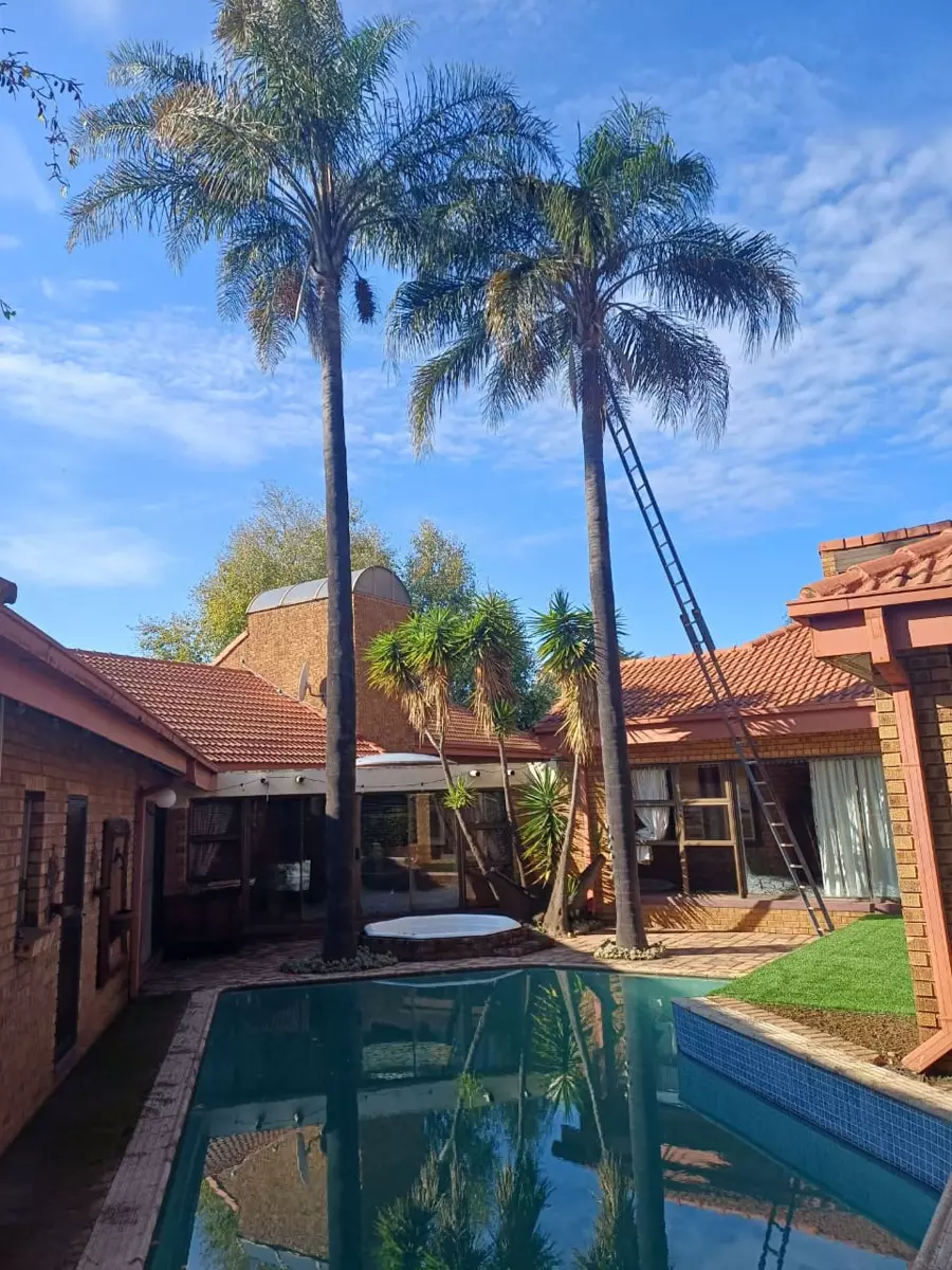 Courtyard with swimming pool and tall palm trees after tidy up