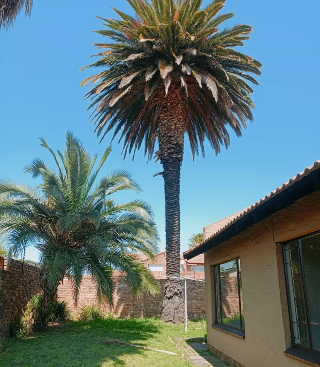 Tall palm tree in a residential backyard
