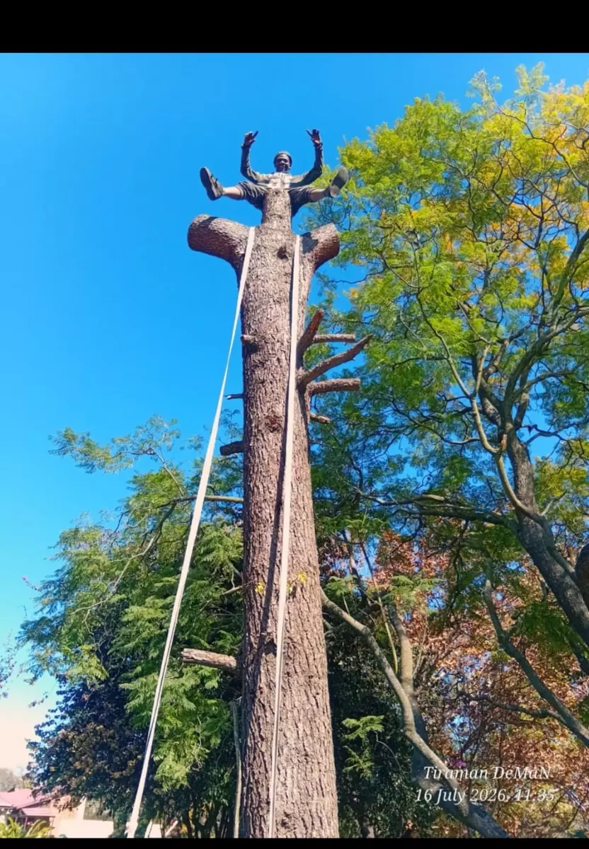 Tree surgeon sitting atop a tall felled tree trunk against a clear blue sky