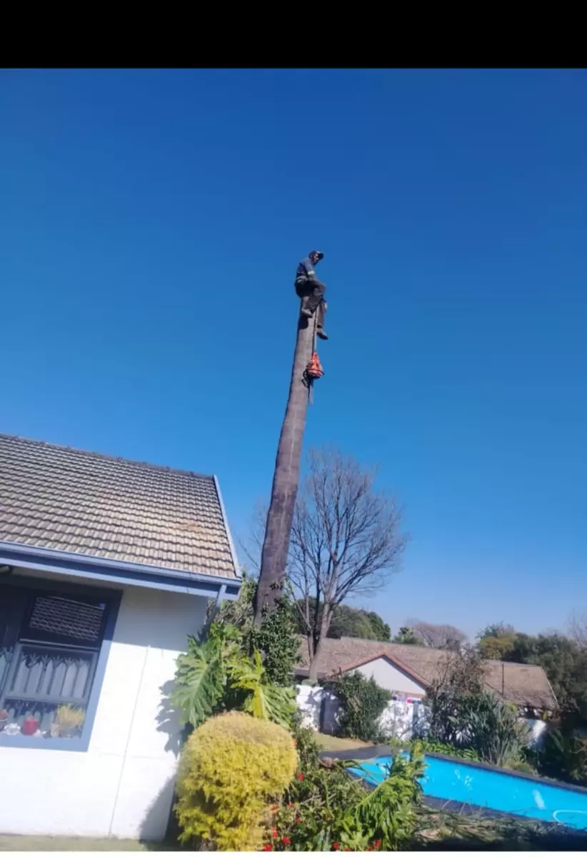 Tree surgeon sitting atop a tall branchless trunk against a clear blue sky