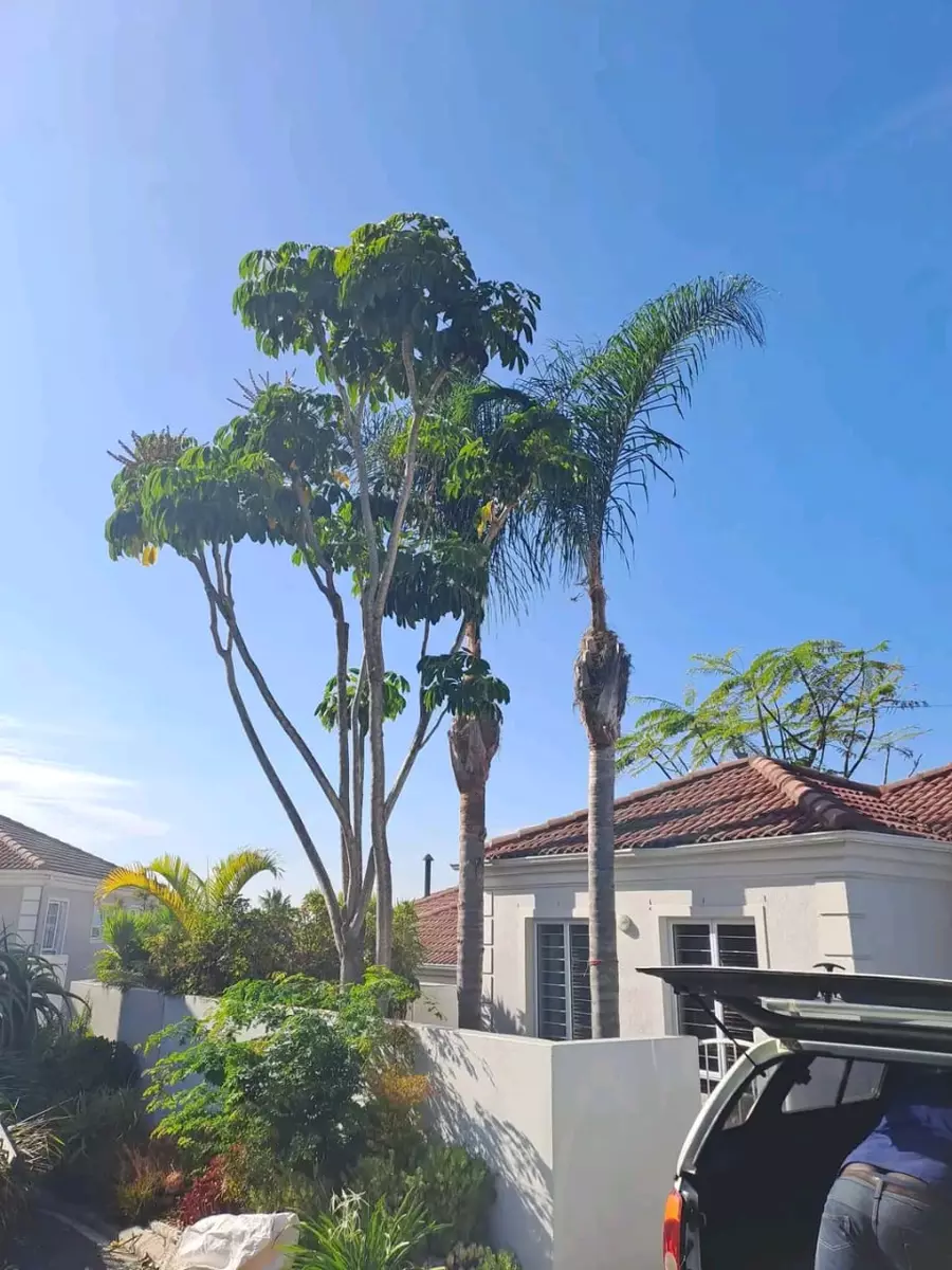 Tall trees and palm trees beside a white house with car parked