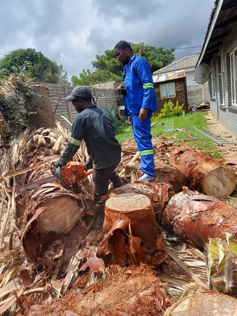 Two workers cutting down and clearing a large palm tree in a residential yard