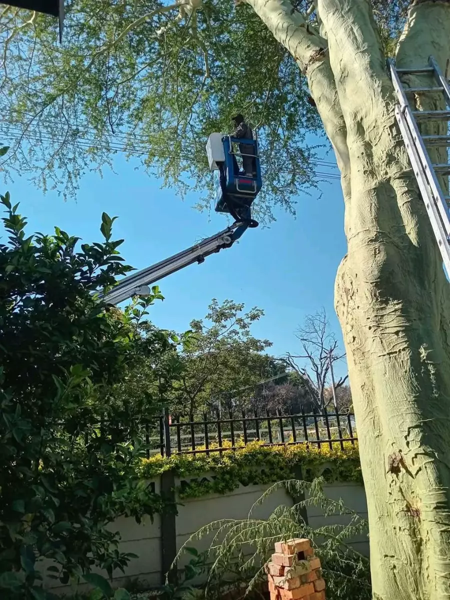 Worker in a cherry picker trimming a tree