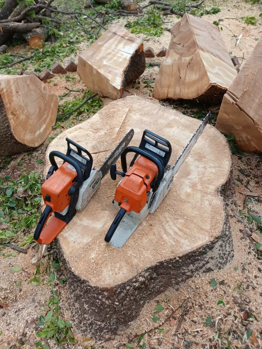 Two chainsaws resting on a large tree stump surrounded by cut logs and sawdust