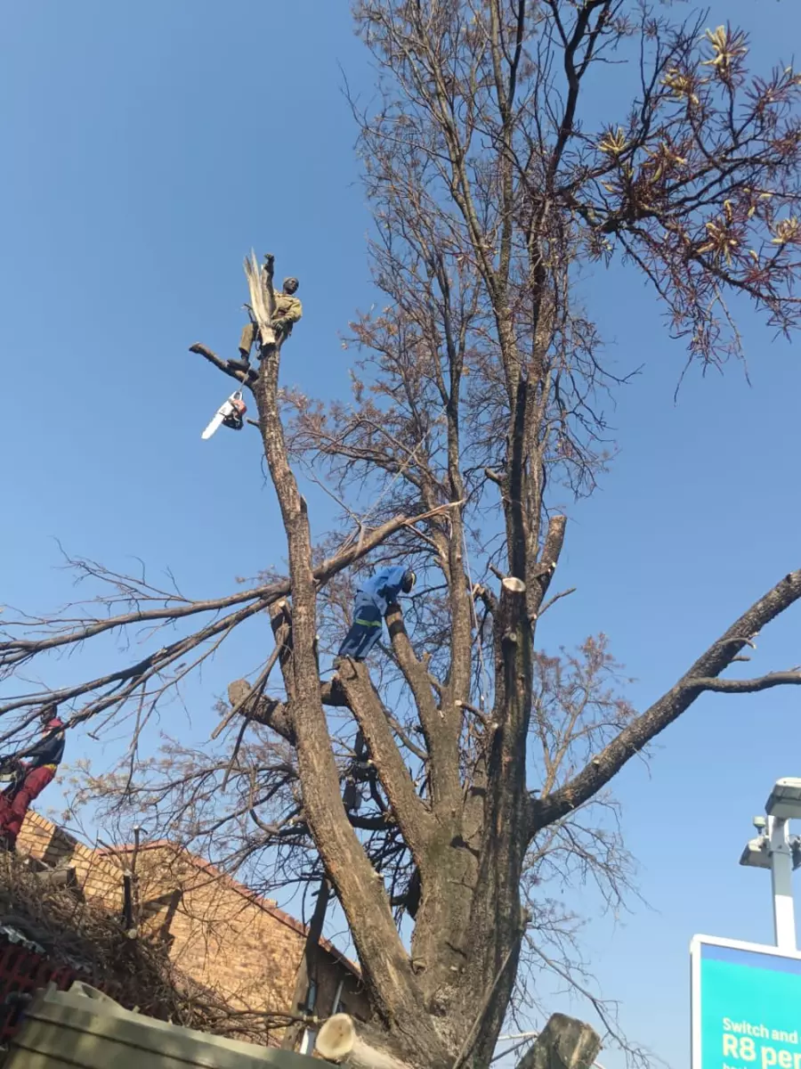 Workers trimming and cutting down a large tree against a blue sky