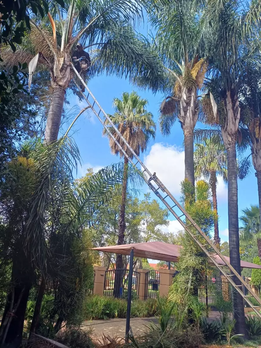 Arborist working high in a palm tree with a chainsaw using a long ladder